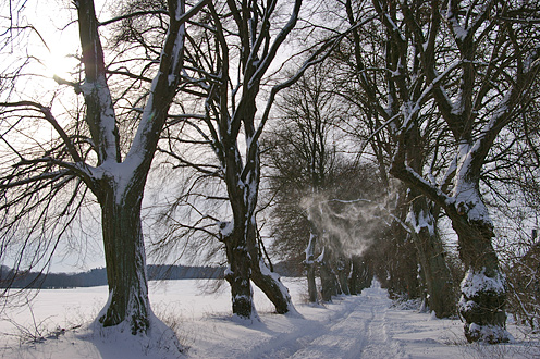 Foto Lindenalle Gross Trebbow