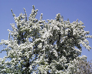 Foto - Birnrenbaum mit Blüten