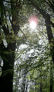 Foto Seminar - Bäume Erleben